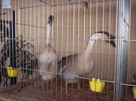 Labutia hus- ch. Ing. Kokarda Ján